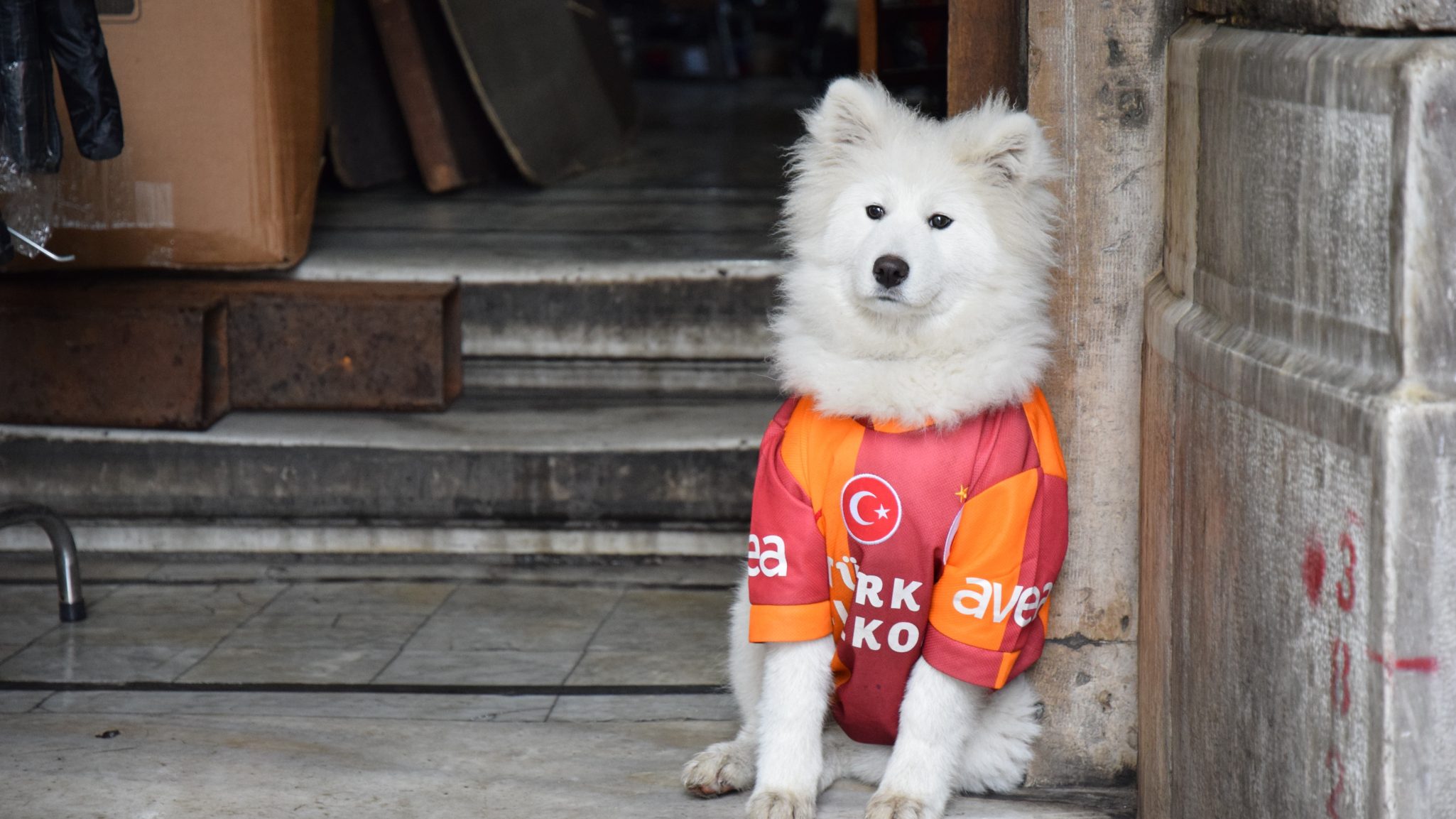 adidas world cup kits pets